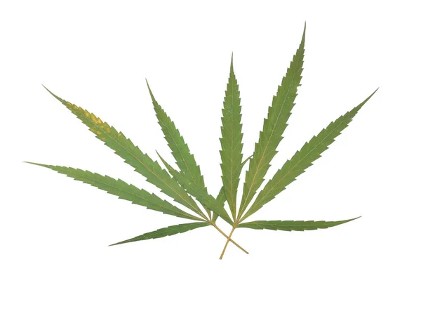 Marijuanablad Isolerade Vitt — Stockfoto