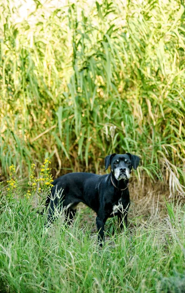 Cabo de Gata 'daki köpek.