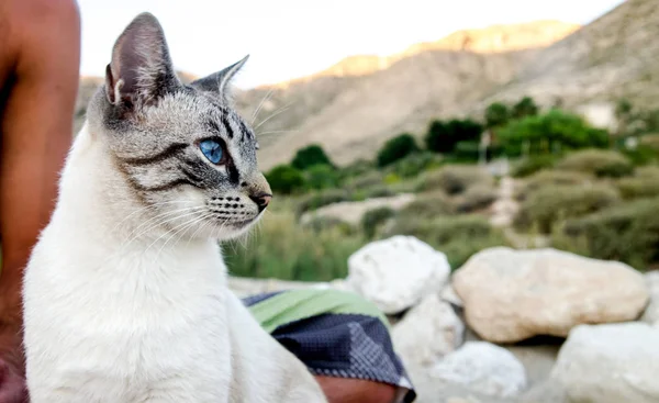 Cabo de Gata 'daki Kedi 