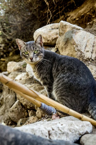 Cabo de Gata 'daki Kedi 