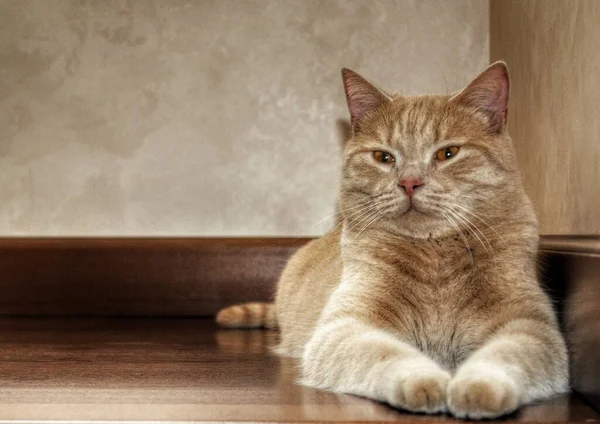 The plush ginger cat — Stock Photo, Image