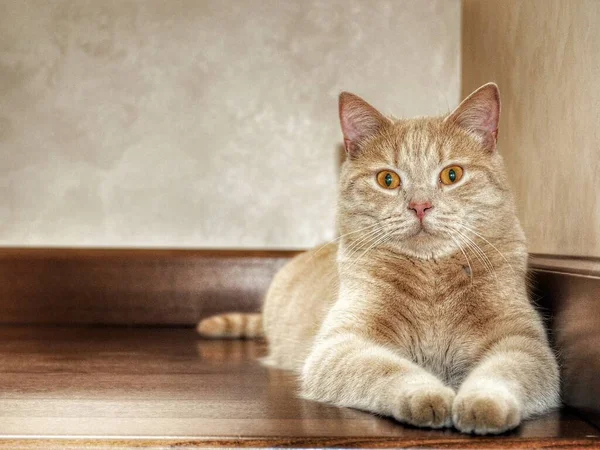 El retrato del gato de melocotón de la raza británica. —  Fotos de Stock