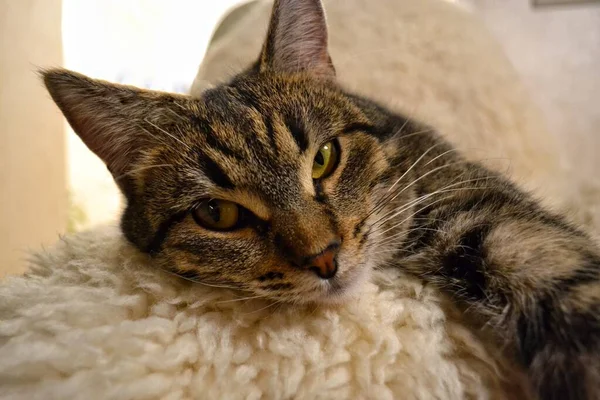 Portrait of a gray striped cat resting. — Stock Photo, Image