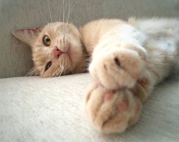 Bozal y patas delanteras de un lindo gato melocotón acostado en su lado en un sofá gris —  Fotos de Stock