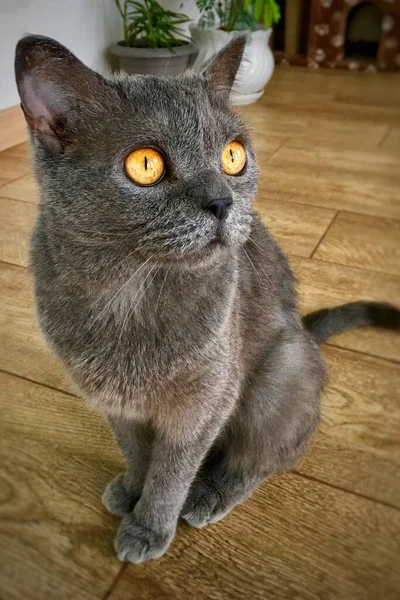 Portrait of a gray cat purebred British breed with big yellow eyes — Stock Photo, Image