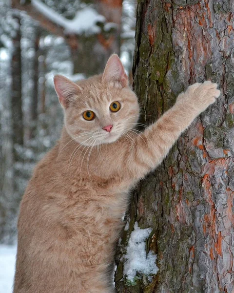 Seekor kucing merah muda memanjat ke batang pohon di musim dingin . — Stok Foto