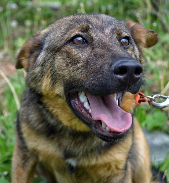 Portret brązowego psa. Format pionowy. — Zdjęcie stockowe