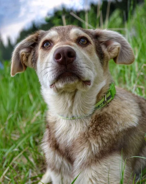 Retrato de un perro marrón. Formato vertical . —  Fotos de Stock