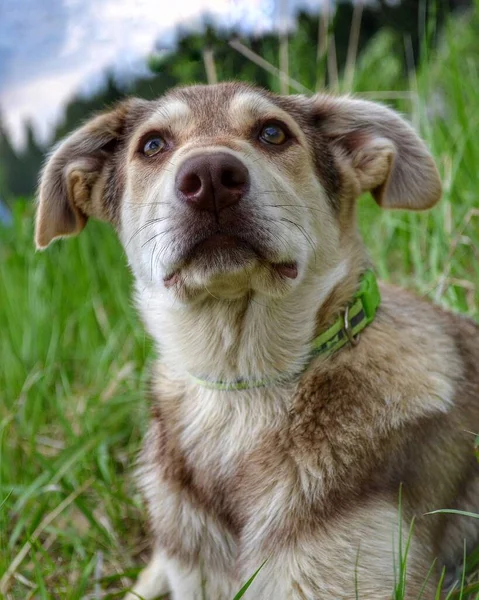 Ritratto di cane bruno. Formato verticale . — Foto Stock