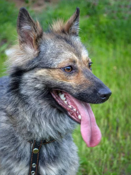 Profil-Porträt eines flauschigen braunen Hundes. — Stockfoto