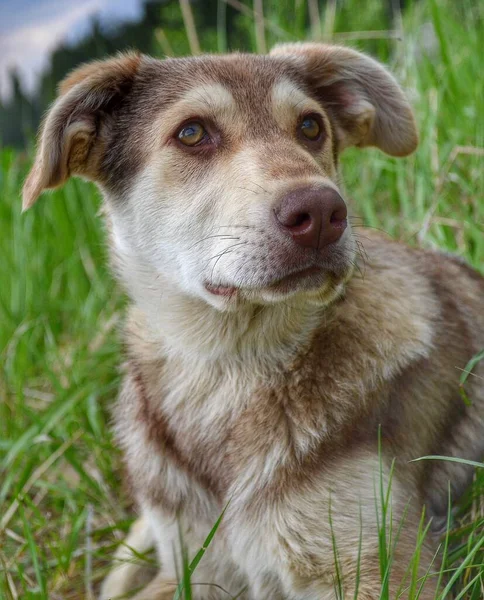 Kahverengi bir köpeğin portresi. Dikey biçim.