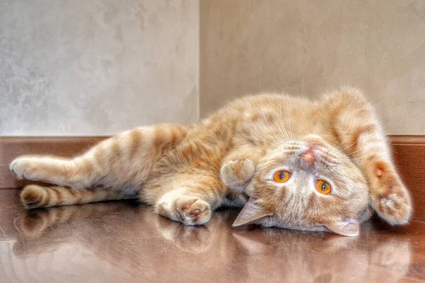 ふわふわの猫が茶色の光沢のある寄木細工の床に横たわっています 自家製のイギリスの桃猫はその背中にあります — ストック写真