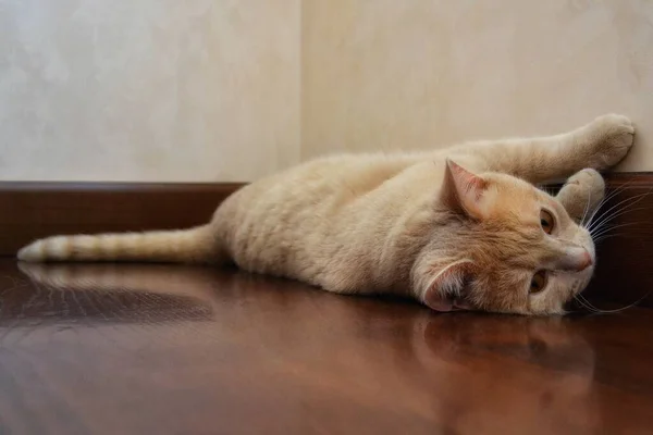 Foto Belo Gato Mentiroso Cores Marrom Bege — Fotografia de Stock