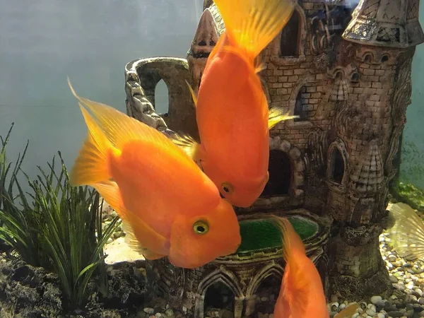 Grand Poisson Orange Vif Dans Aquarium Fond Naturel Vibrant — Photo