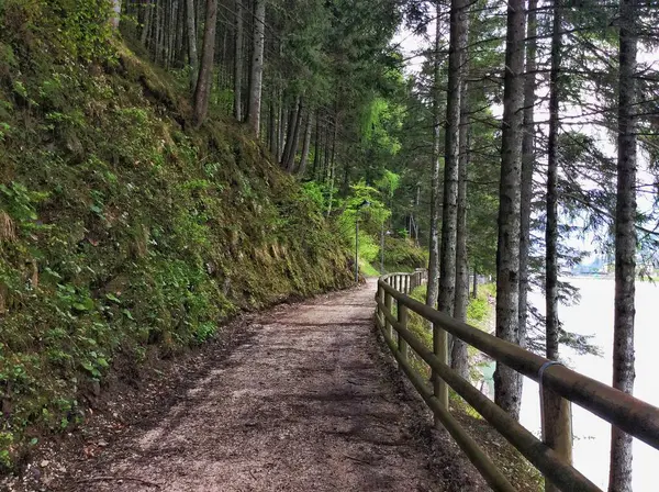 Göl boyunca yürümek için ormanın içinde tahta çitli yürüyüş yolu. Gölün kıyısındaki parkta keyifli bir yürüyüş.