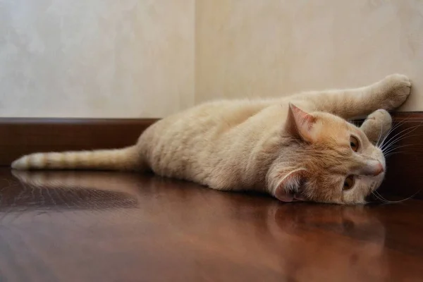 Foto Vacker Liggande Katt Bruna Och Beige Färger — Stockfoto