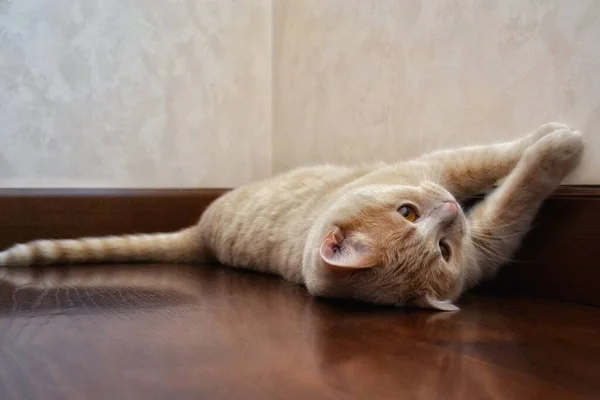 Morbido Gatto Peluche Sdraiato Sul Pavimento Parquet Marrone Lucido Fatto — Foto Stock