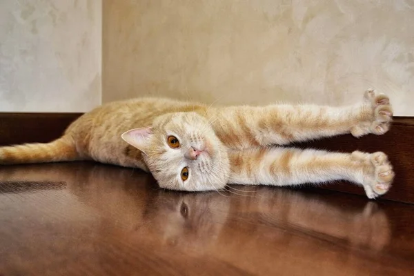 Pofuduk peluş kedi kahverengi parke zeminde yatıyor. Ev yapımı İngiliz şeftali kedisi sırt üstü yatıyor.