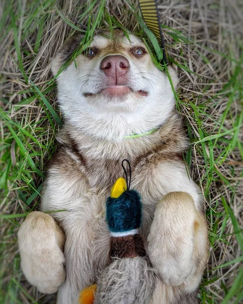  Mavi gözlü gri bir köpek yavrusu çimenlerin üzerinde sırtüstü uzanmış kameraya bakıyor. Köpeğin pençesindeki oyuncak ördek. Yukarıdan görüntüle.