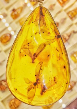 İçinde tarih öncesi böcekler olan saydam Baltık kehribar kolyesi. Geçmişten merhaba..