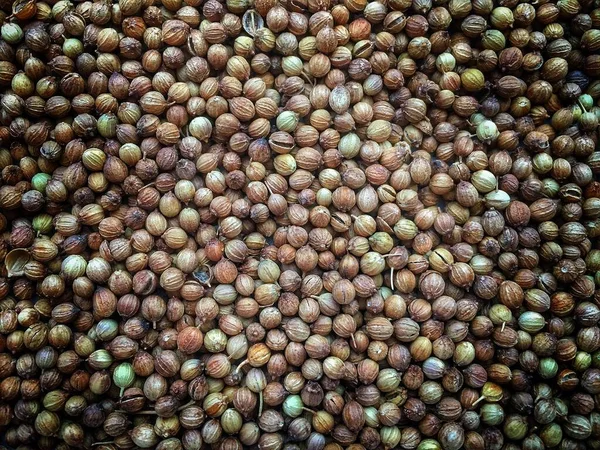 Coriander Seed, Coriandrum sativum, many seeds closeup detail