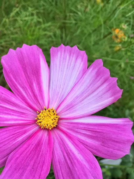 园中的化妆品是花的特写。智能手机屏幕的背景 — 图库照片