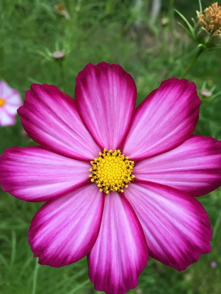 Cosmética de jardín flor primer plano. Fondo para la pantalla del smartphone — Foto de Stock