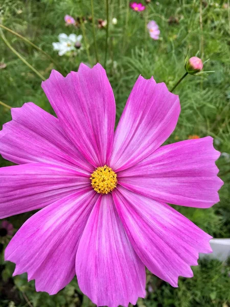 Cosmética de jardín flor primer plano. Fondo para la pantalla del smartphone — Foto de Stock