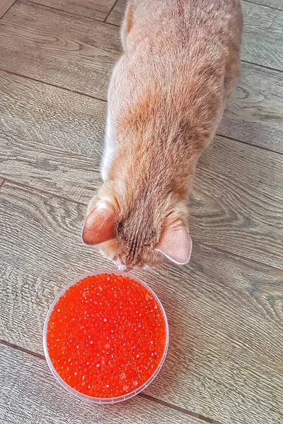 猫看着满满一罐红鱼子酱.从上面看. — 图库照片
