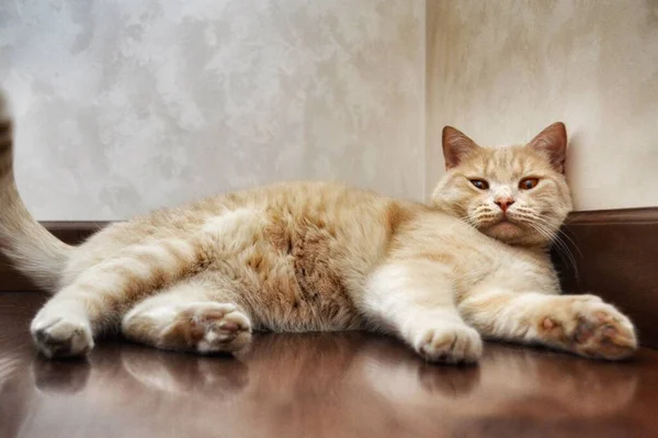 Puszysty pluszowy kot leżący na brązowej, błyszczącej parkiecie. — Zdjęcie stockowe