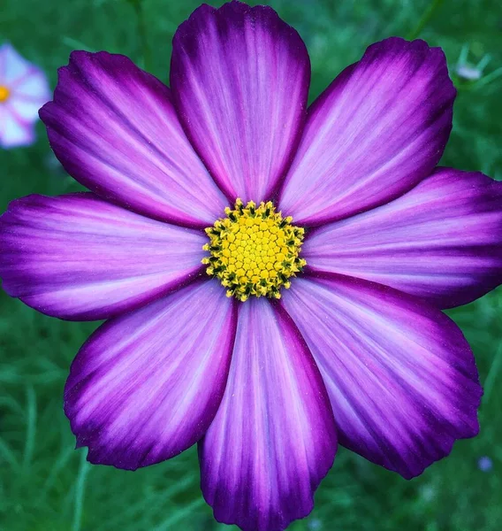 Сад Cosmea цветок крупным планом. Фон для экрана смартфона — стоковое фото