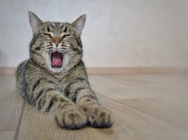 Gray tabby cat yawns lying in front of the camera. — Stock Photo, Image