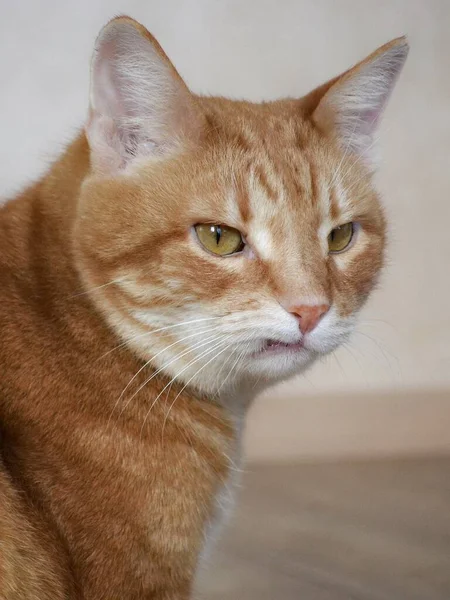 Closeup portrait of a charismatic serious cat. Vertical format. — Stock Photo, Image