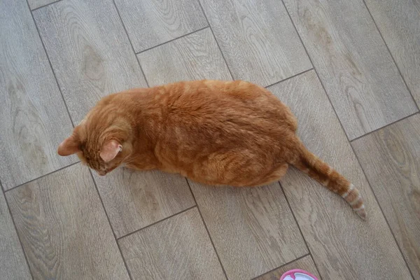 床に横たわる大きな赤いタビー猫の背中の上からの眺め. — ストック写真