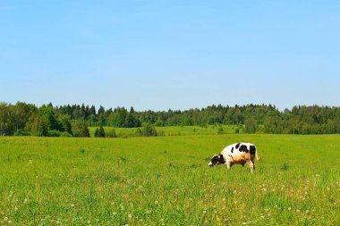 Benekli bir keçi yeşil bir çayırda otluyor..