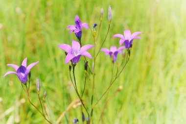 Parlak yeşil otların arka planında mor çanlar 