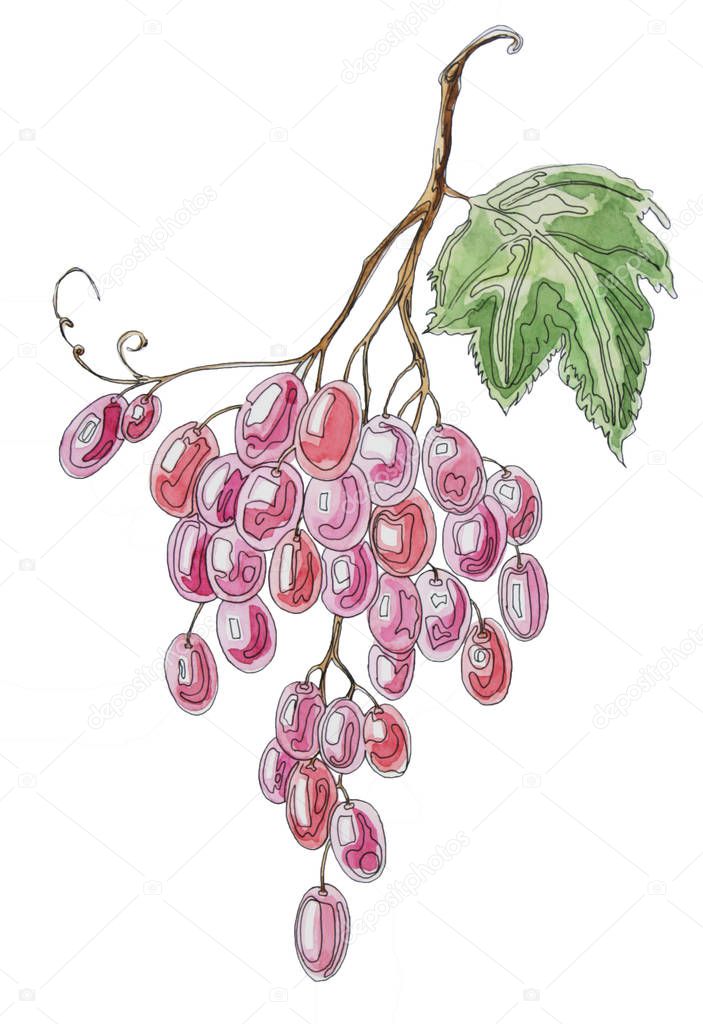Bunch of grapes decorative watercolor sketch
