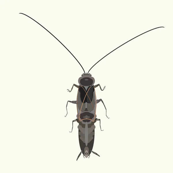 褐蟑螂令人毛骨悚然和讨厌的昆虫病媒图解 — 图库矢量图片