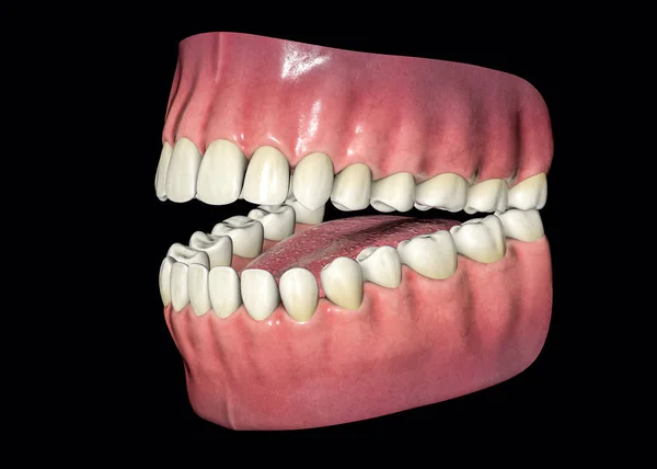 3D izole dişler. Diş Hekimliği bakım kavramı hastalığına