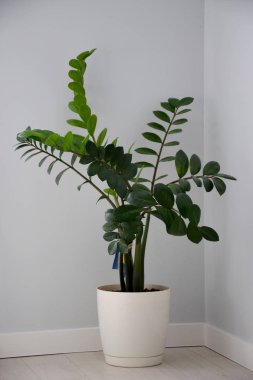 Beyaz tencerede yeşil zamioculcas
