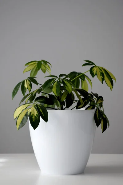 Houseplant Schefflera White Pot White Table — Stock Photo, Image