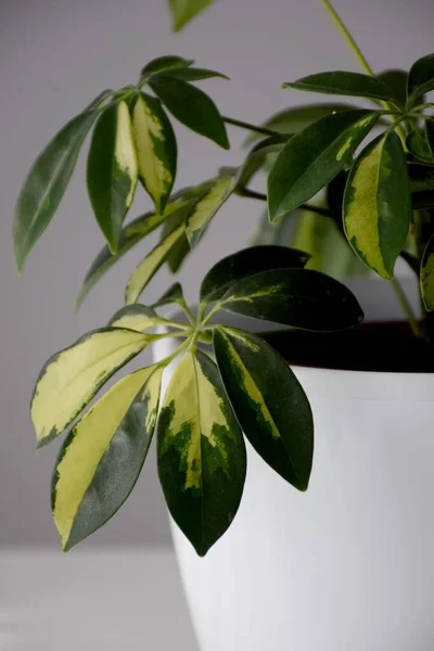 Schefflera Plantas Domésticas Una Olla Blanca Sobre Una Mesa Blanca —  Fotos de Stock