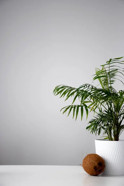 Whole Coconut House Plant Palm Tree White Pot White Table — Stock Photo, Image