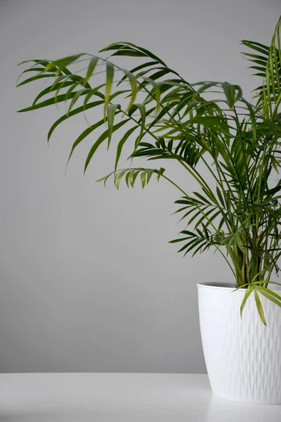 House Plant Palm Tree White Pot White Table Day Time — Stock Photo, Image