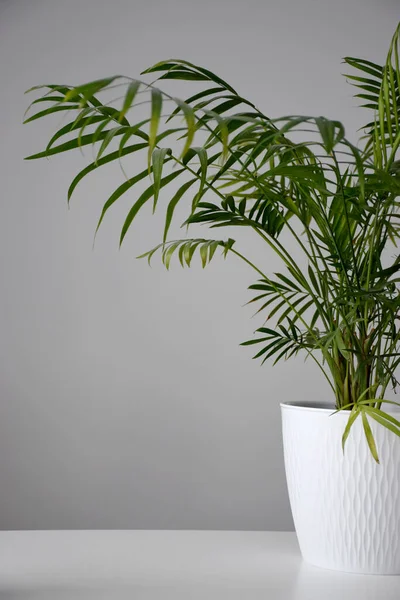 Planta Palmera Una Maceta Blanca Sobre Una Mesa Blanca Durante —  Fotos de Stock