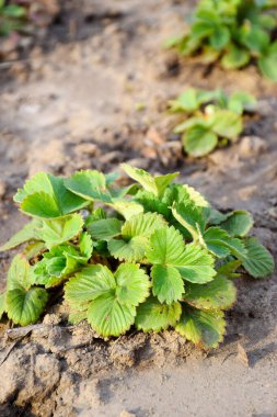 Toprakta yeşil çilek çalısı