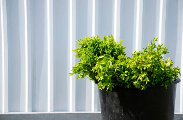 Yeşil boxwood çalısı siyah tencerede beyaz çizgili çitlerde dikmeye hazır.