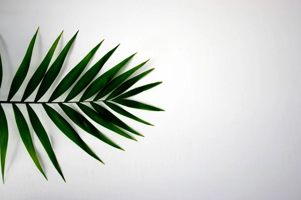 Hermosa Hoja Palma Verde Aislada Sobre Fondo Blanco Para Elementos —  Fotos de Stock