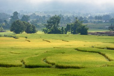 Sabah pirinç tarlaları