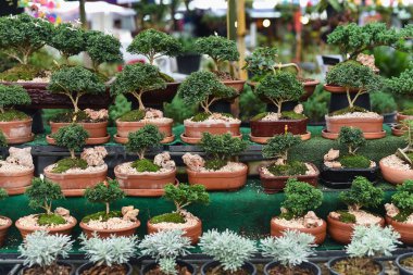 küçük ağaç içinde belgili tanımlık çarşı